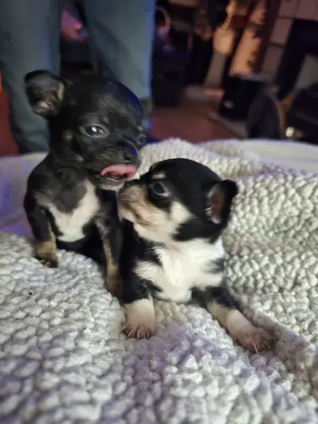 Puppy at CJ's Kennels, photo 5