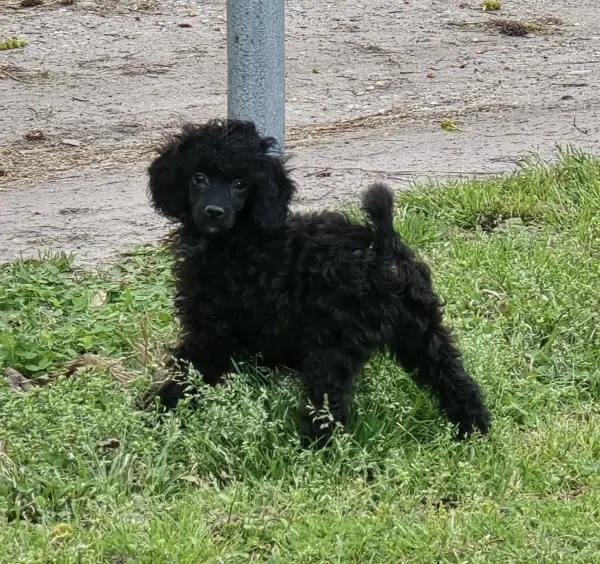 Puppy at CJ's Kennels, photo 10