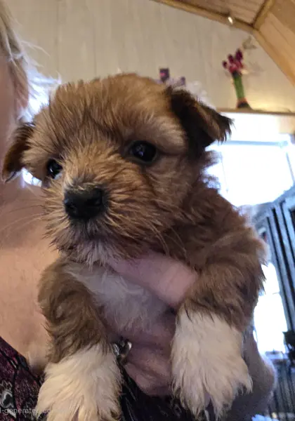 Puppy at CJ's Kennels, photo 15