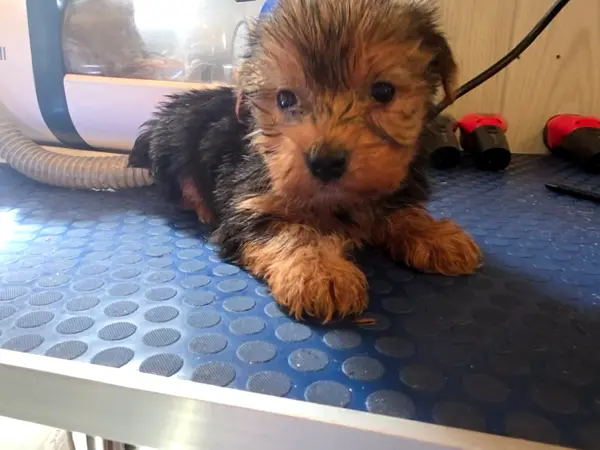 Puppy at CJ's Kennels, photo 19