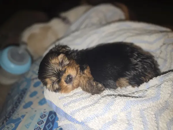 Puppy at CJ's Kennels, photo 23