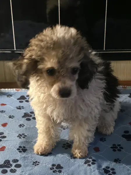 Puppy at CJ's Kennels, photo 24