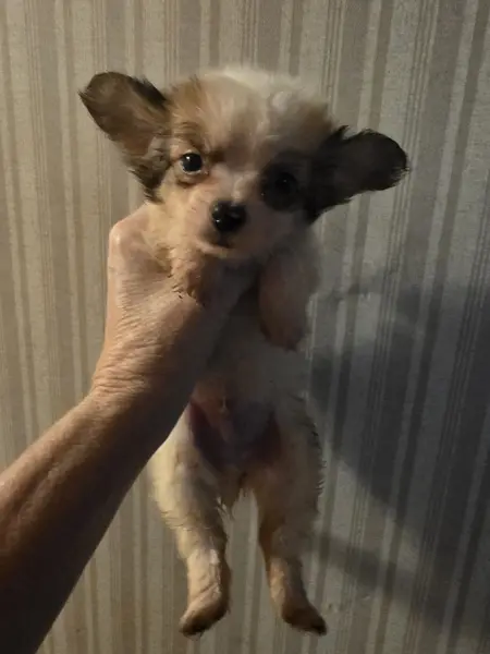 Puppy at CJ's Kennels, photo 25