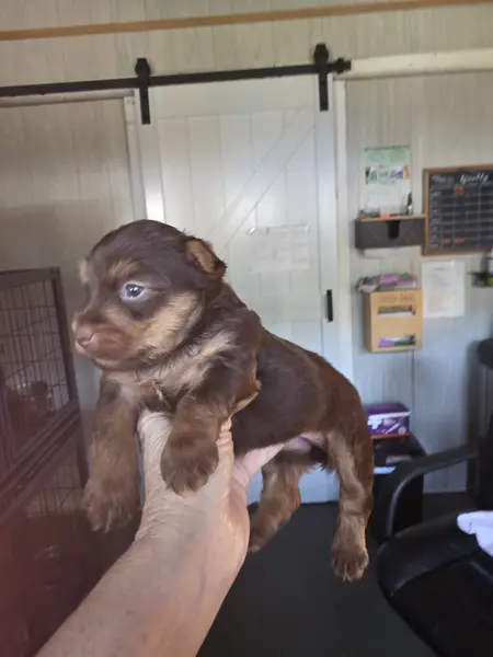 Puppy at CJ's Kennels, photo 27