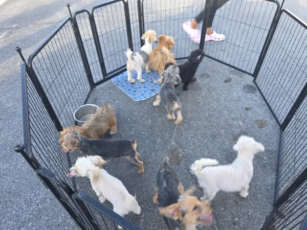 Puppy at CJ's Kennels, photo 29