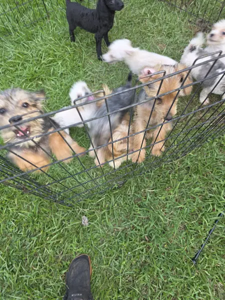 Puppy at CJ's Kennels, photo 30