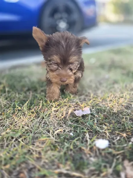 Puppy at CJ's Kennels, photo 33