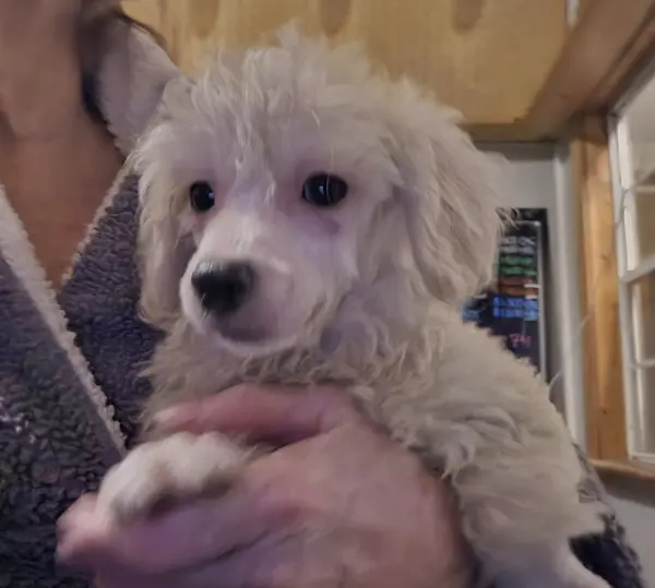 Puppy at CJ's Kennels, photo 39
