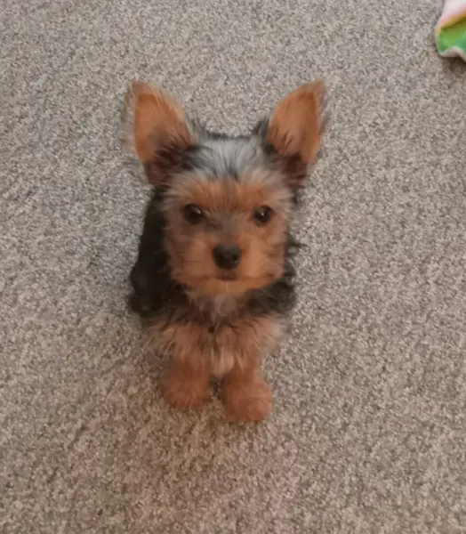 Puppy at CJ's Kennels, photo 41