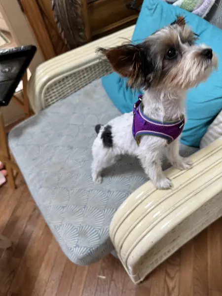 Puppy at CJ's Kennels, photo 45