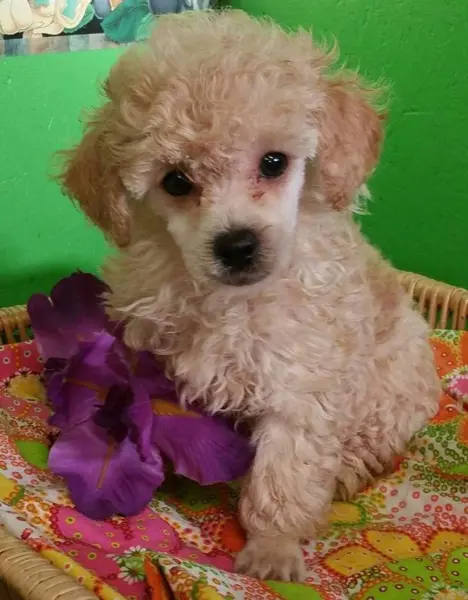 Puppy at CJ's Kennels, photo 47
